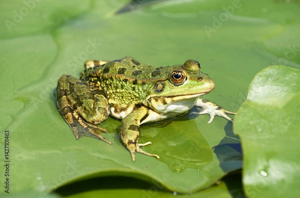 Fototapeta Marsh frog in a wild lake on a water lily leaf