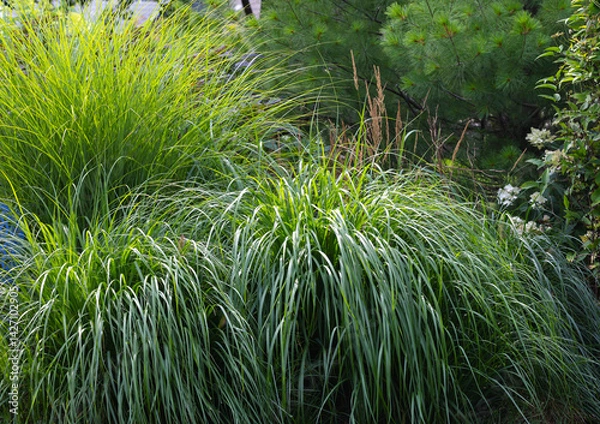 Obraz Dazzling Pennisetum alopecuroides, Red Head fountain grass has snazzy bottlebrush plumes highlighted by the early dusk light protecting the goth garden from unwanted visitors