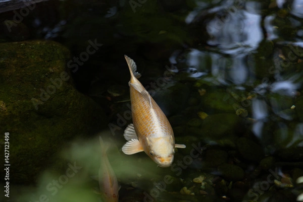 Fototapeta koi fish swimming towards viewer in dark water