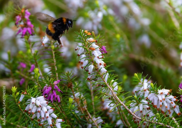 Fototapeta Bee hovering with wings fluttering as it collects nectar from flowering heather plant "Winter heath" "Erica carnea". Dublin, Ireland