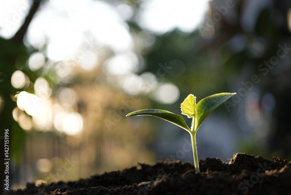 Obraz Pumpkin sprout growing under sunlight