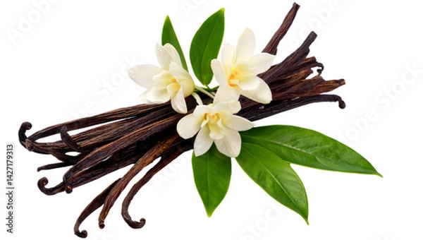 Fototapeta vanilla pods and flower on transparent background