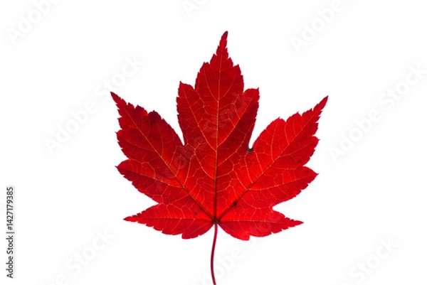 Fototapeta maple leaf isolated on transparent background