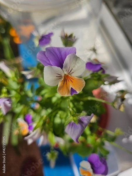 Obraz Flor violeta o viola