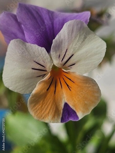 Obraz Flor violeta o viola