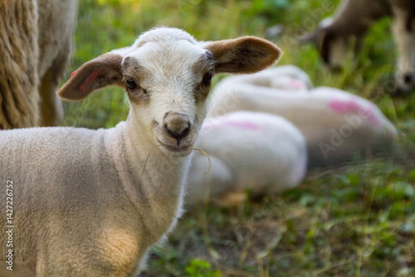 Fototapeta Small White Lamb with Brown Ears