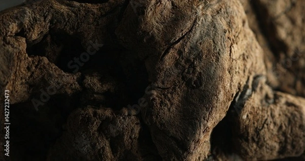 Fototapeta Close-up of cracked tree bark with rugged surface and dry texture