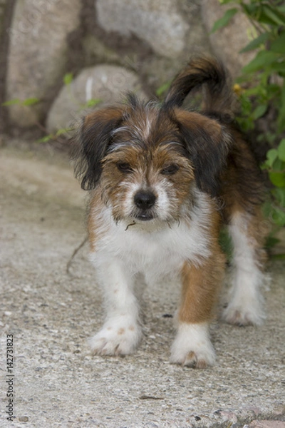 Fototapeta Cute little dog playing and posing for camera