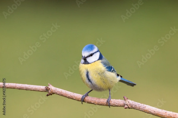 Fototapeta Blaumeise