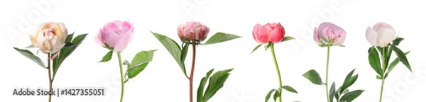 Fototapeta Beautiful peony flowers on white background, set