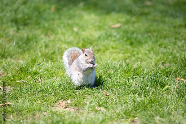Obraz A female squirrel eating nuts in Central Park, Manhattan.