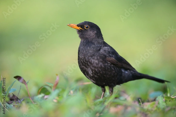Fototapeta Common Blackbird (Turdus merula).Male
