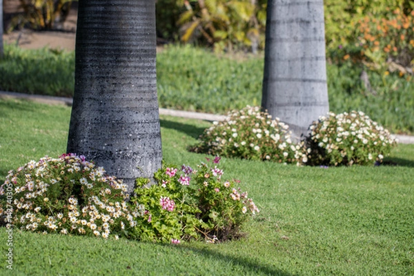 Fototapeta Flowerbeds and palms in the garden.
