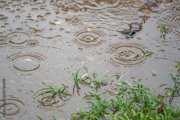 Obraz 雨の日の水たまり