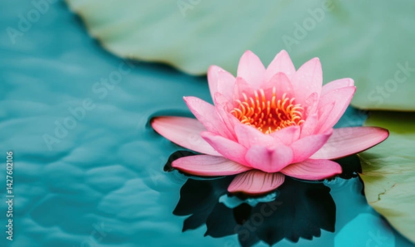 Obraz Pink Lotus Flower Floating on Water with Dew Drops and Lily Pads


