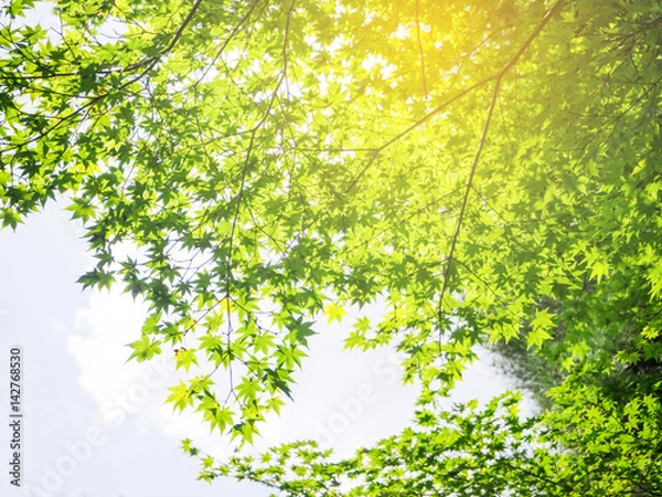 Obraz Abstract green maple tree branch for background