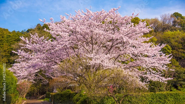 Fototapeta 満開の桜