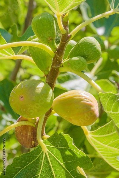 Obraz Figs Growing on Tree