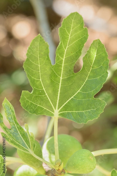 Obraz Green Veined Figs Leaf