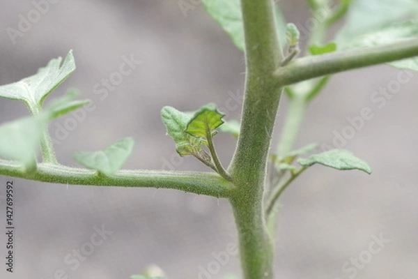 Fototapeta ミニトマトのわき芽