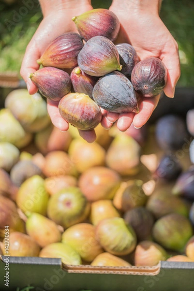 Obraz Hands Holding Fresh Picked Figs