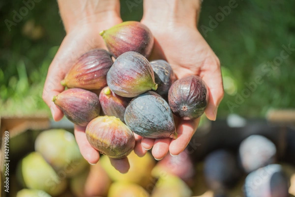 Obraz Hands Holding Fresh Picked Figs