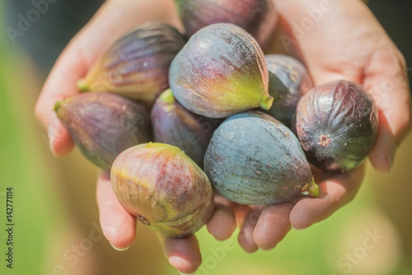 Obraz Hands Holding Fresh Picked Figs