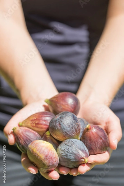 Obraz Hands Holding Fresh Picked Figs