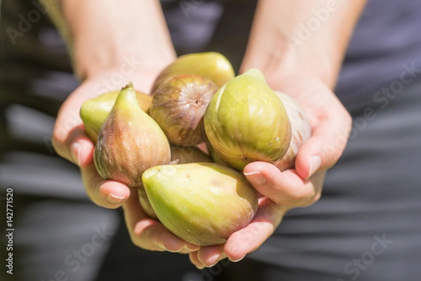 Obraz Hands Holding Fresh Picked Figs