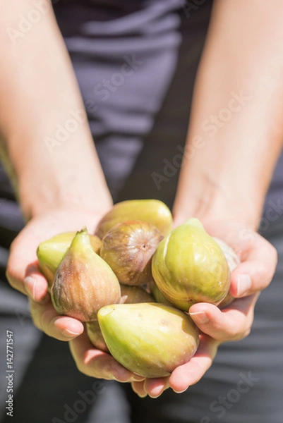 Obraz Hands Holding Fresh Picked Figs