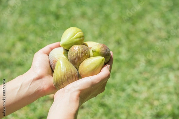 Obraz Hands Holding Fresh Picked Figs