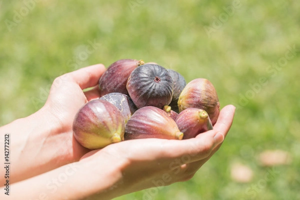 Obraz Hands Holding Fresh Picked Figs