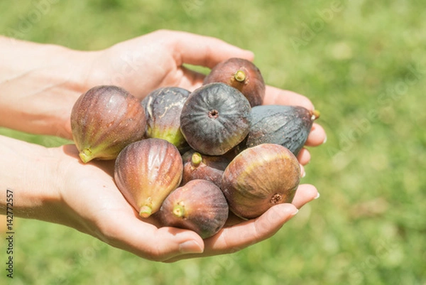 Obraz Hands Holding Fresh Picked Figs