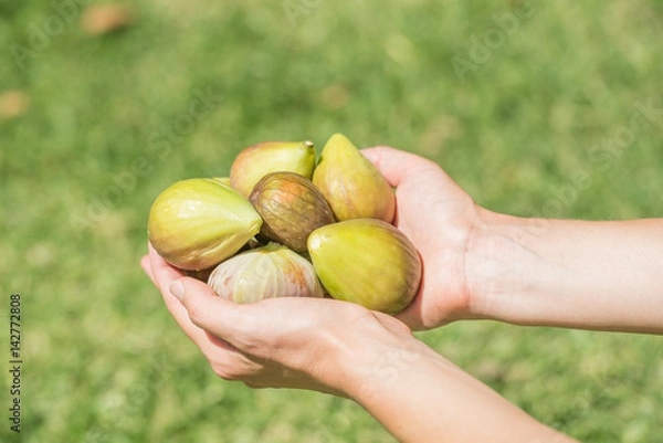 Obraz Hands Holding Fresh Picked Figs