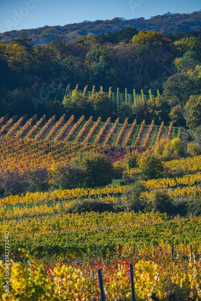 Fototapeta colorful autumn vineyards 