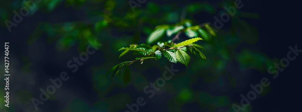 Fototapeta green forest in spring time