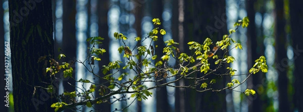 Fototapeta green forest in spring time