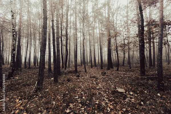 Fototapeta autumn forest in the mist