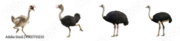 Fototapeta Ostriches in various stages of growth and activity, cut out transparent