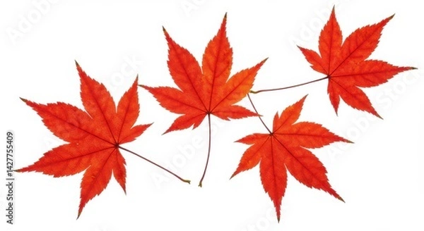 Fototapeta Arrangement of four vibrant red maple leaves isolated on a clean white background studio shot
