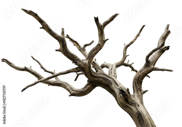 Fototapeta Dead Tree Branches Isolated on White Background transparent background