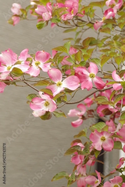 Fototapeta アメリカヤマボウシの花