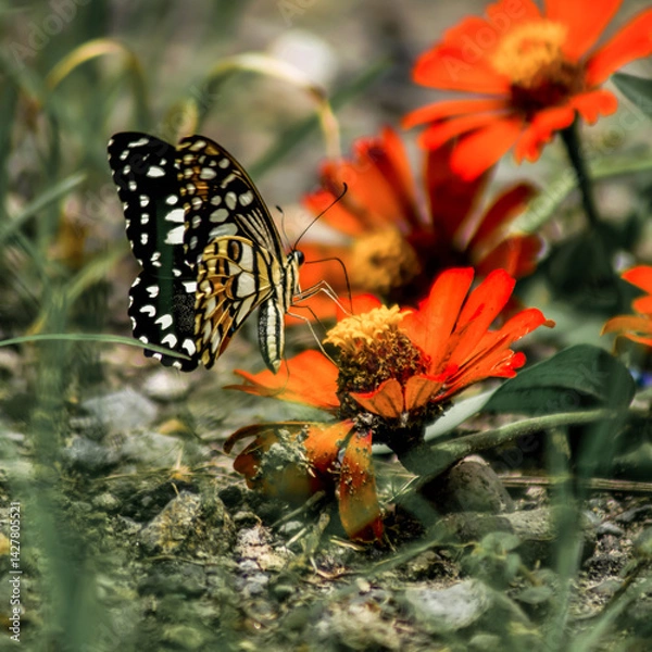 Fototapeta butterfly and flower