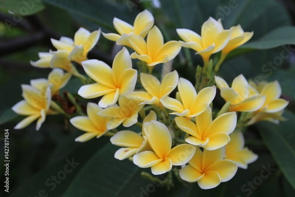 Obraz  Flower champa ດອກຈໍາປາ