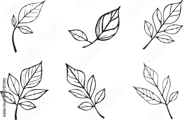 Fototapeta Set of leaves, flat silhouette. Hand drawn vector illustration