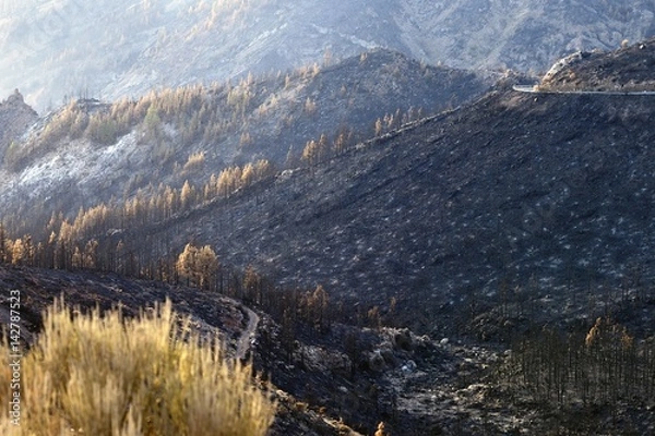 Obraz burned forest