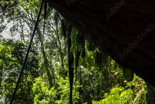 Fototapeta Waterfall in Atlantic Forest, Brazil, with lush greenery and moss-covered rocks. Highlights water’s vital role and biodiversity. Perfect for science textbooks and environmental articles.