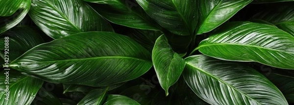 Obraz Dark green leaves, nature background, tropical leaf texture, dark aesthetic, top view