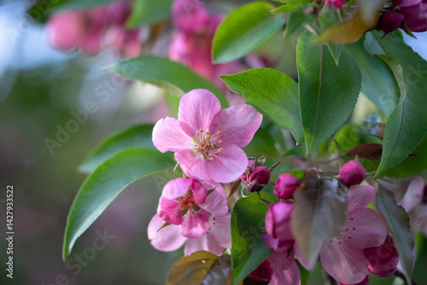 Obraz Pink Apple Blossom in Spring Garden Close-up