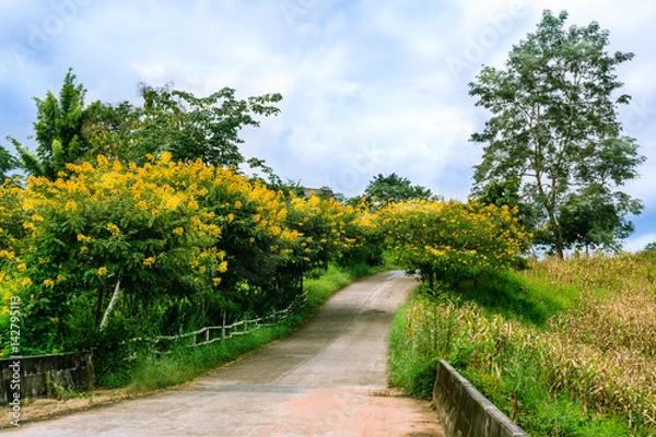 Fototapeta Concrete path pass through yellow blossom tree tunnel with clear blue sky and big tree.